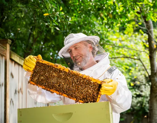 Man in beekeeper suit checking on his hive